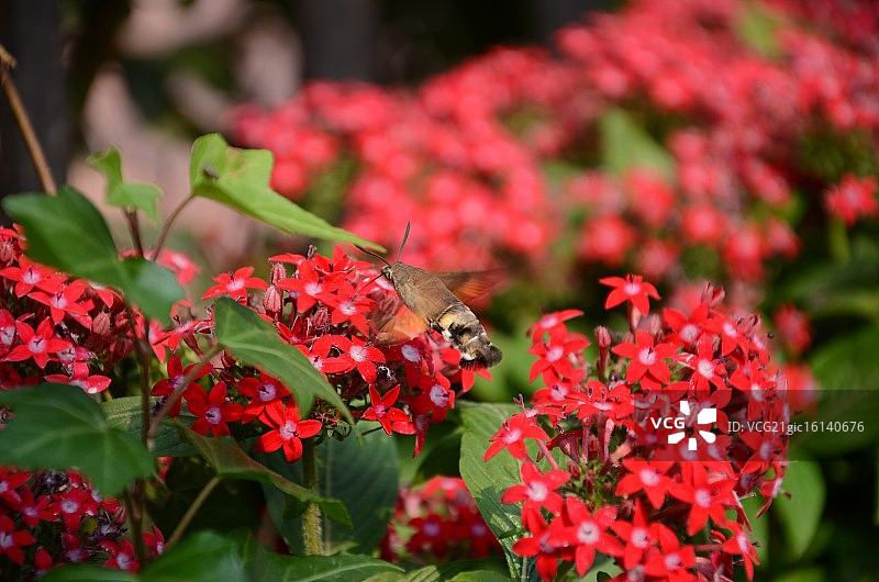 蜂鸟鹰蛾图片素材