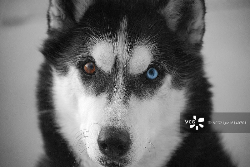 小狗的眼神图片素材