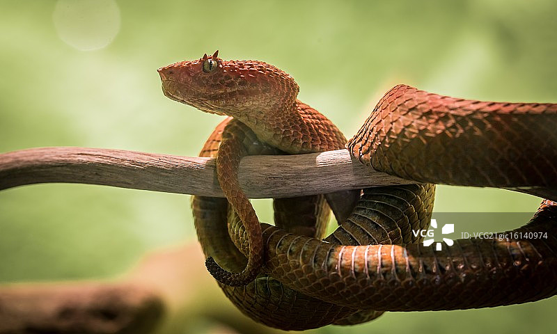 来抚摸我吧！图片素材