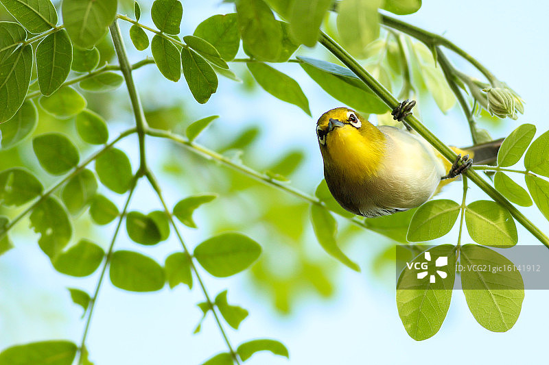 可爱的白眼鸟图片素材