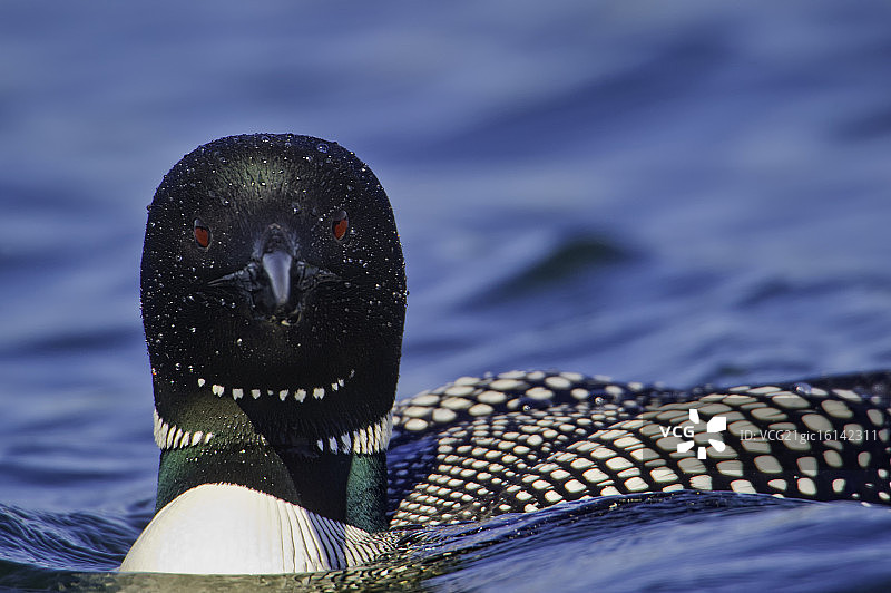 潜鸟凝视图片素材