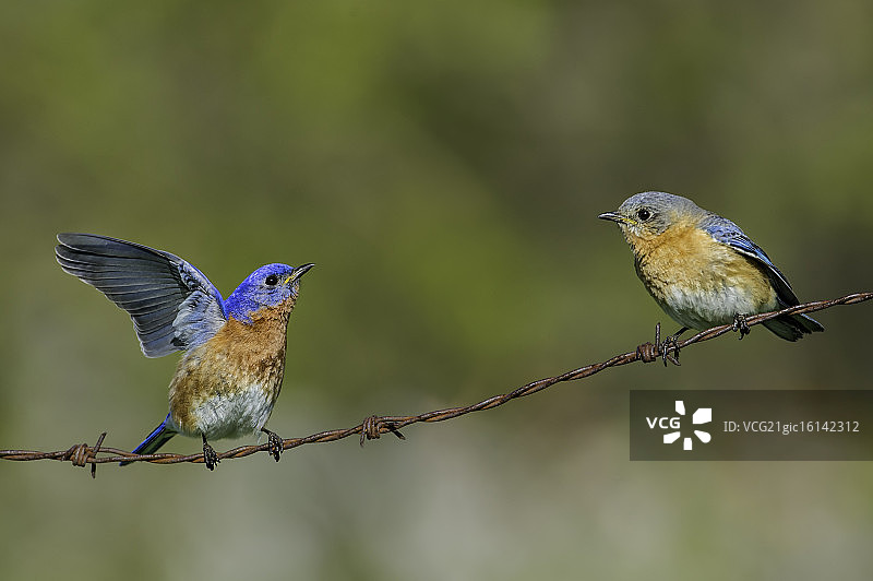 求偶的蓝知更鸟图片素材
