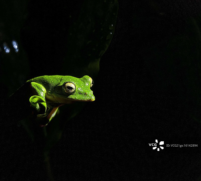 马拉巴尔滑翔蛙图片素材