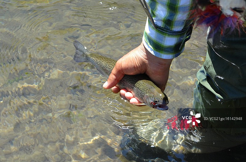 虹鳟鱼图片素材