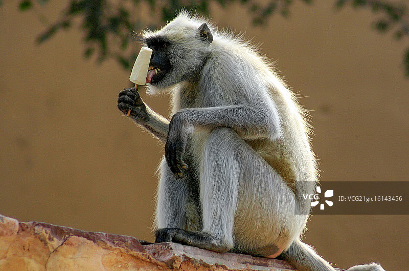 拿着冰块的疣猴图片素材
