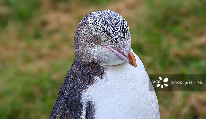 黄眼企鹅特写图片素材