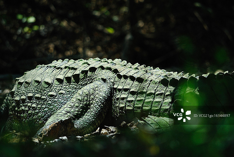 印度沼泽鳄图片素材