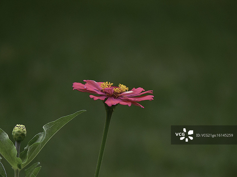 粉红色开花植物特写镜头图片素材