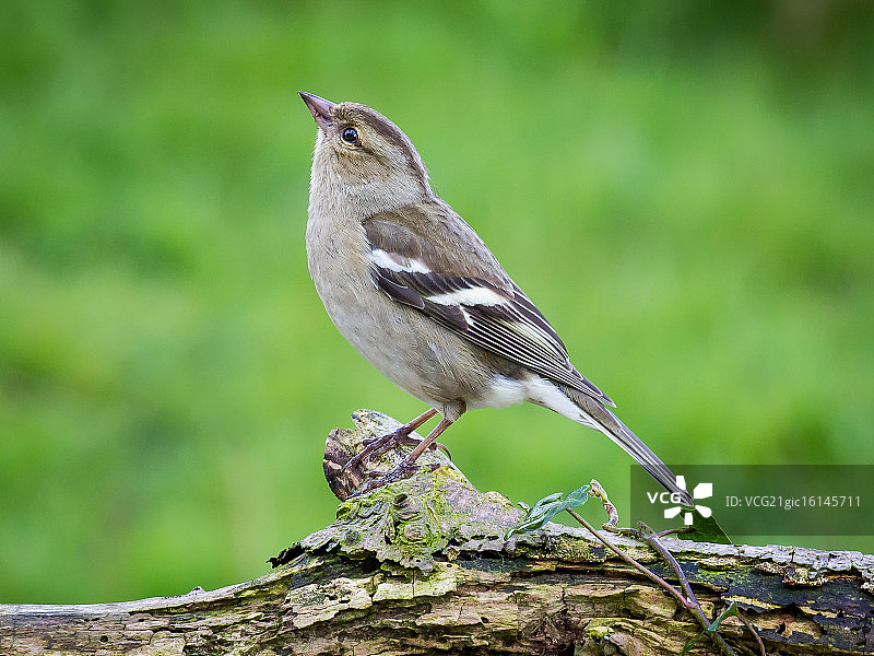 苍头燕雀图片素材