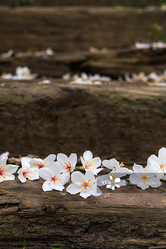 一把桐花图片素材