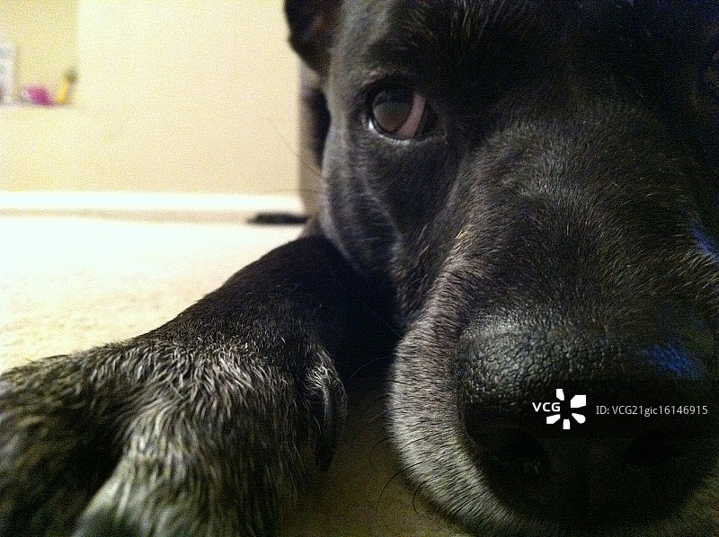 看门狗图片素材