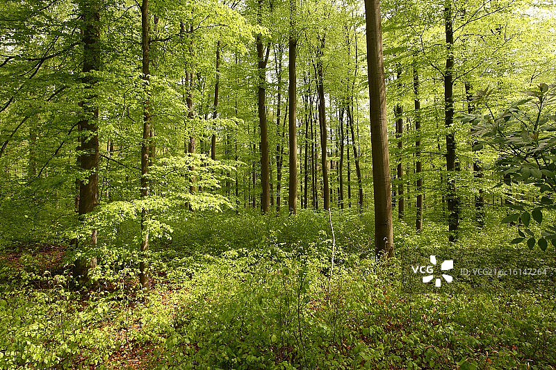 布痕瓦尔德集中营图片素材