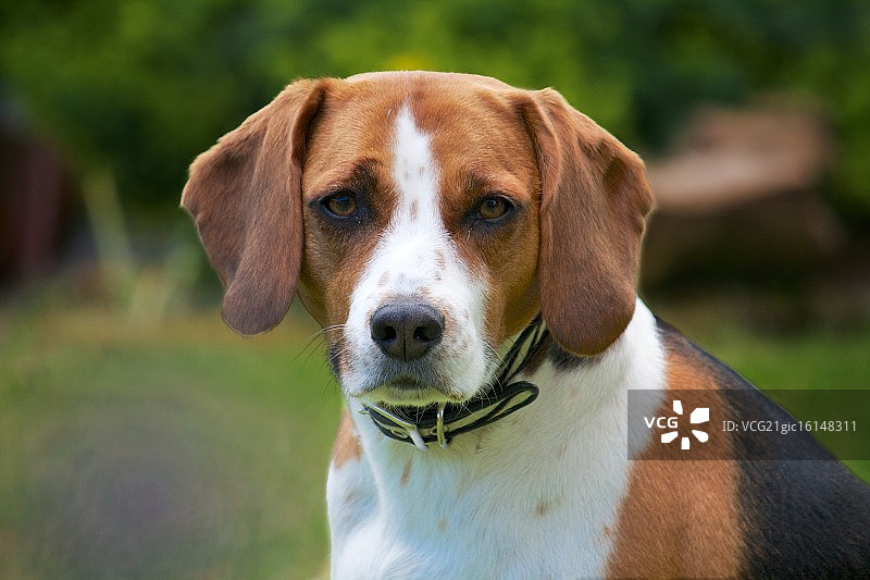 贝拉米格鲁猎兔犬图片素材