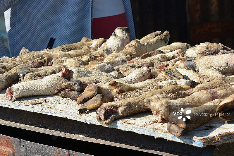 马斯iphumelele的羊蹄图片素材