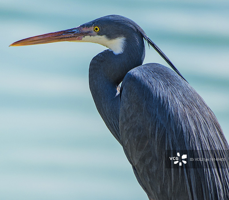大蓝鹭图片素材