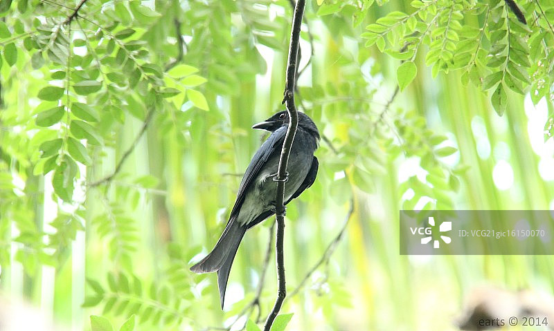 白腹卷尾图片素材