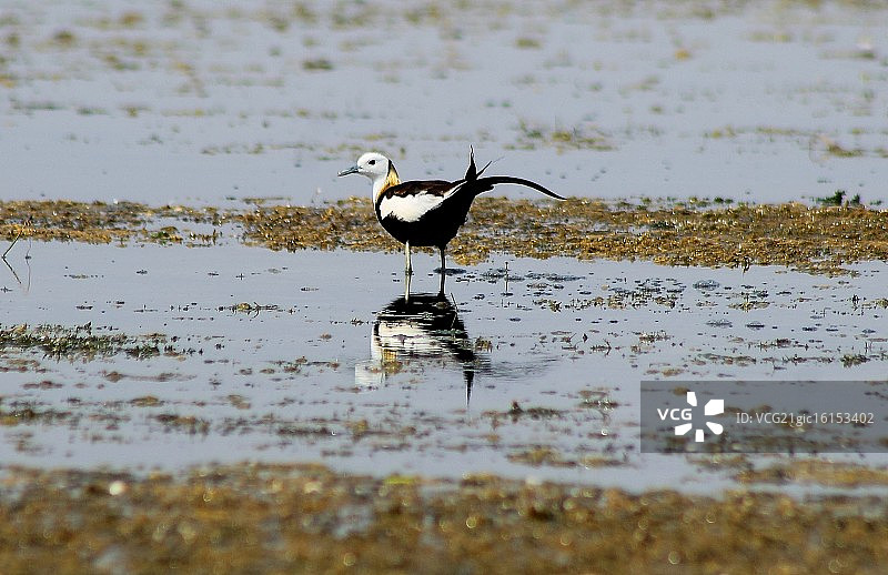 雉尾水雉图片素材