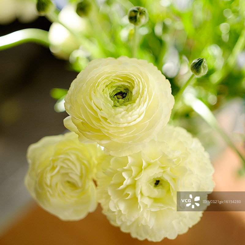 毛茛属植物图片素材