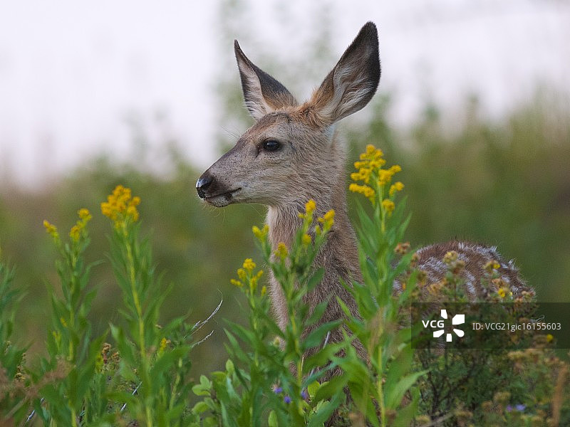 黑尾鹿幼鹿图片素材