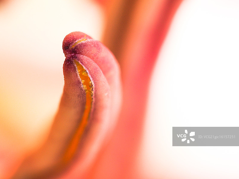 粉色花蕊图片素材