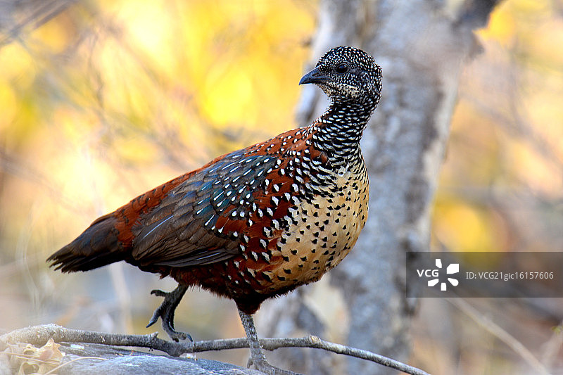 彩绘红原鸡图片素材
