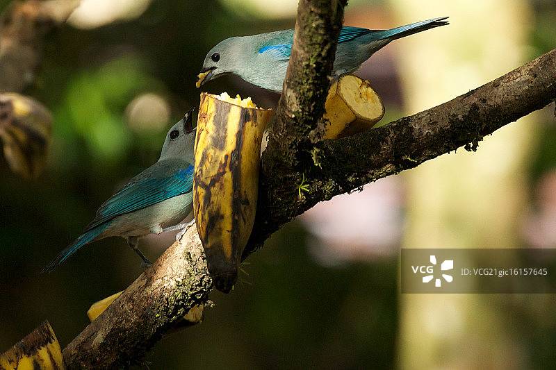 喂我！图片素材