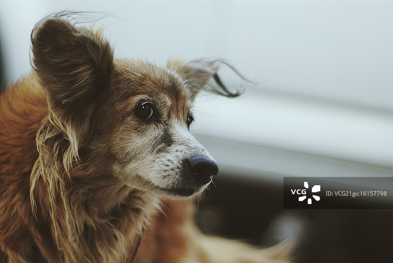 卡内拉图片素材