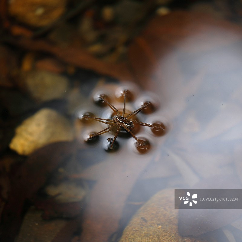 水蜘蛛图片素材