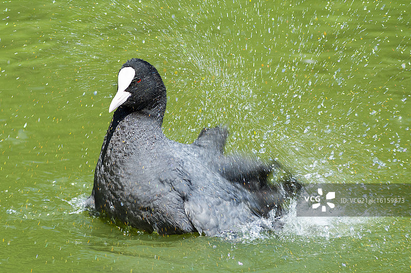 欧亚骨顶鸡图片素材