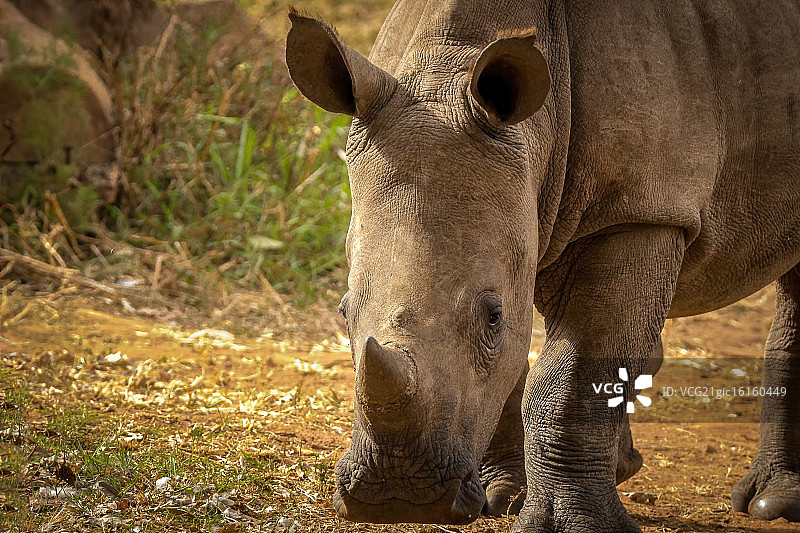 幼年犀牛图片素材