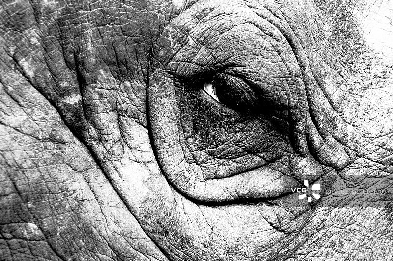 犀牛的眼睛图片素材