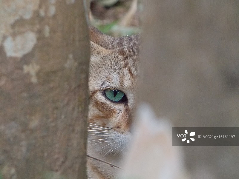 深邃的眼神图片素材