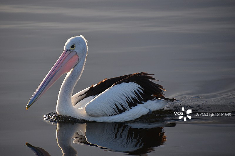 澳大利亚鹈鹕图片素材