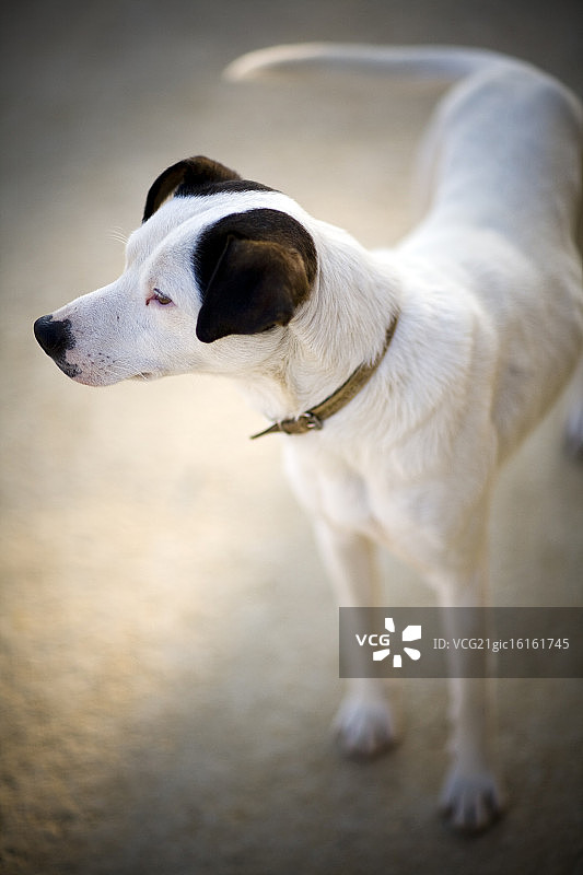 西班牙塞维利亚的流浪狗图片素材