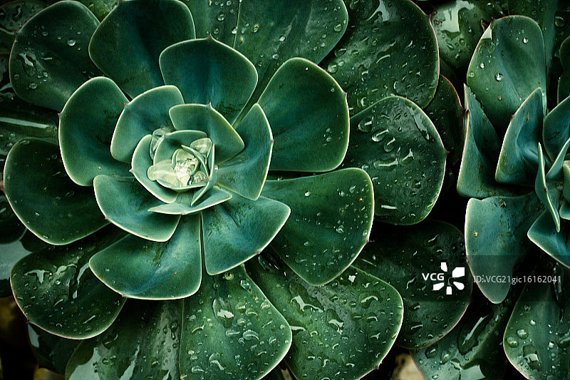 叶绿素图片素材