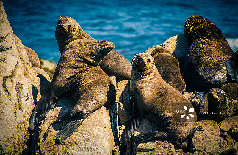 你见过大白鲨吗？图片素材