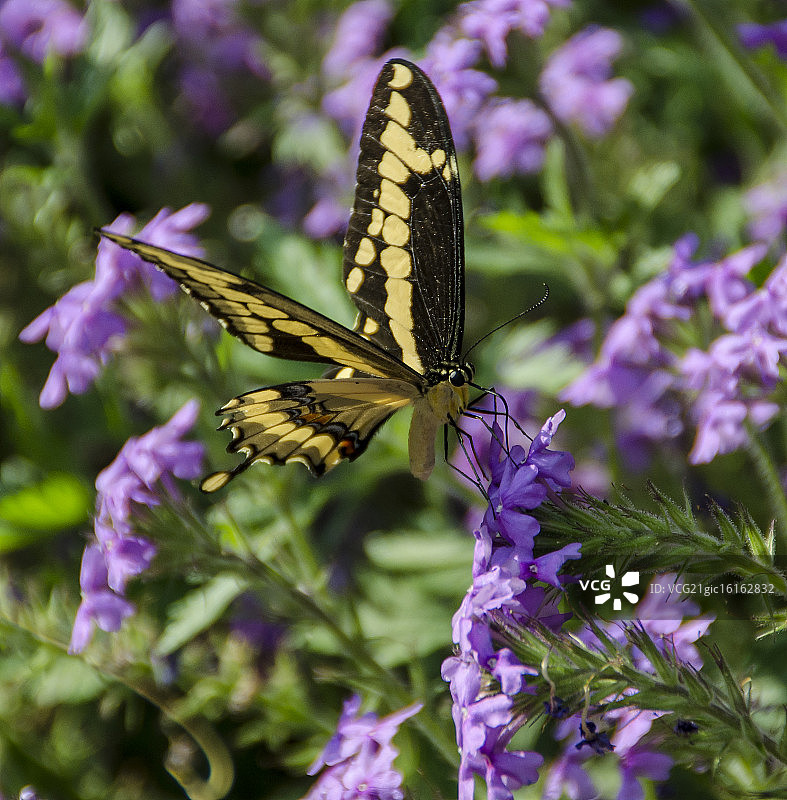 燕尾蝶图片素材
