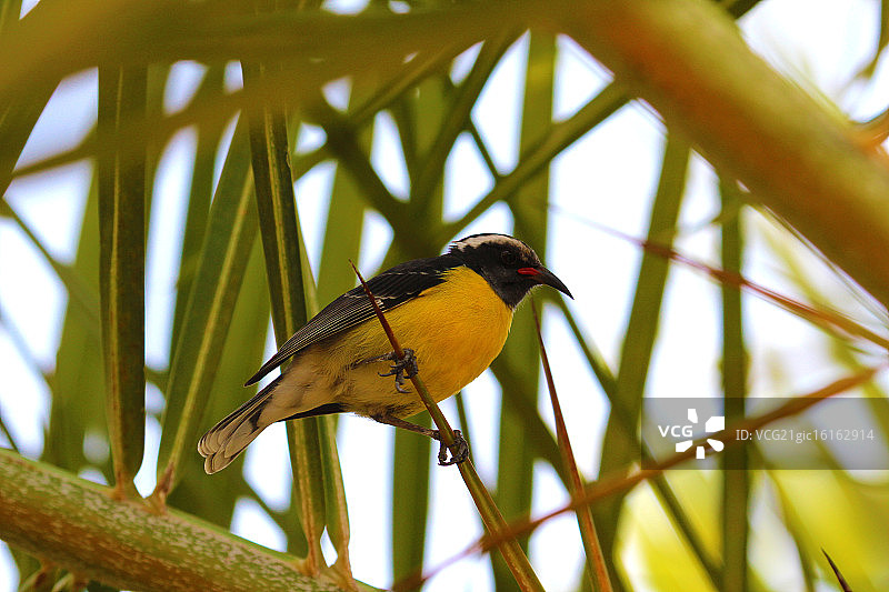 香蕉雀图片素材