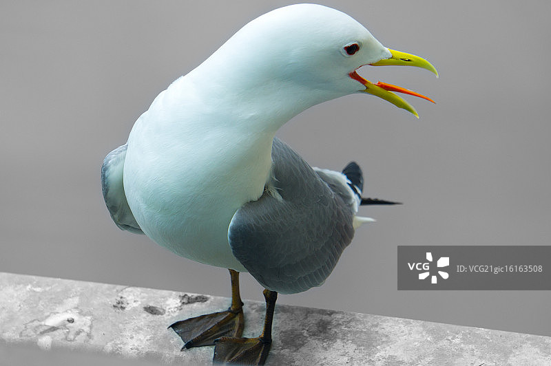 基蒂瓦克波罗的海纽卡斯尔图片素材