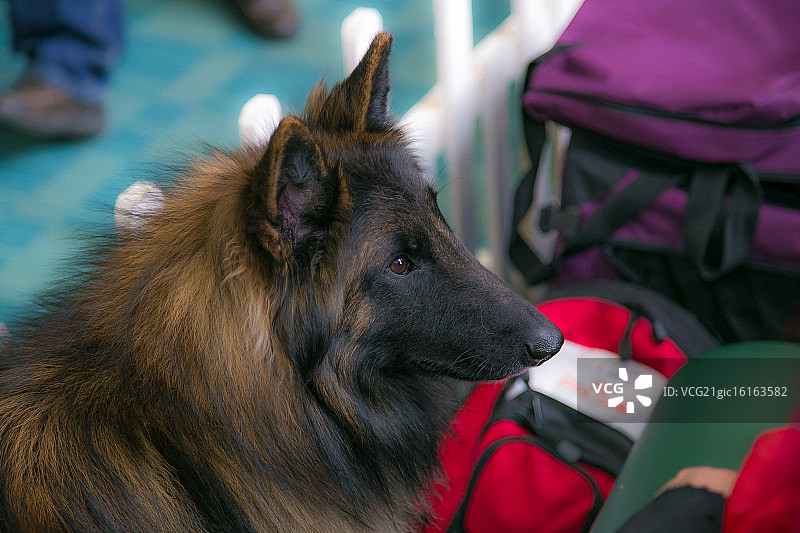 德国牧羊犬图片素材