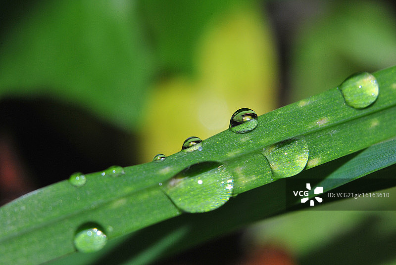 清晨的清新图片素材