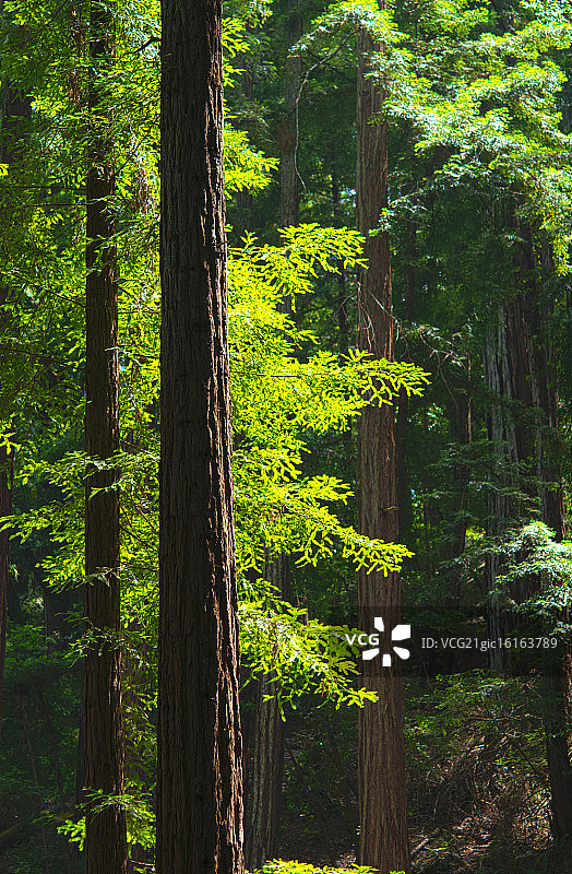 红杉树与光线图片素材