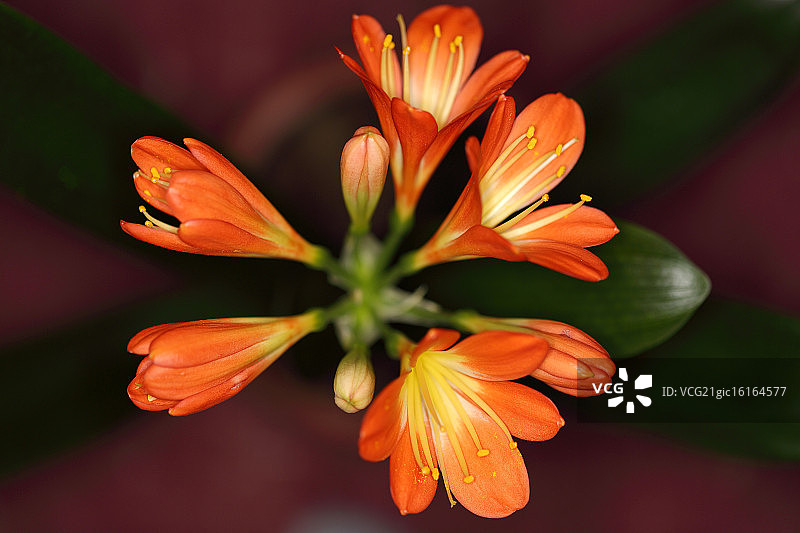 君子兰图片素材