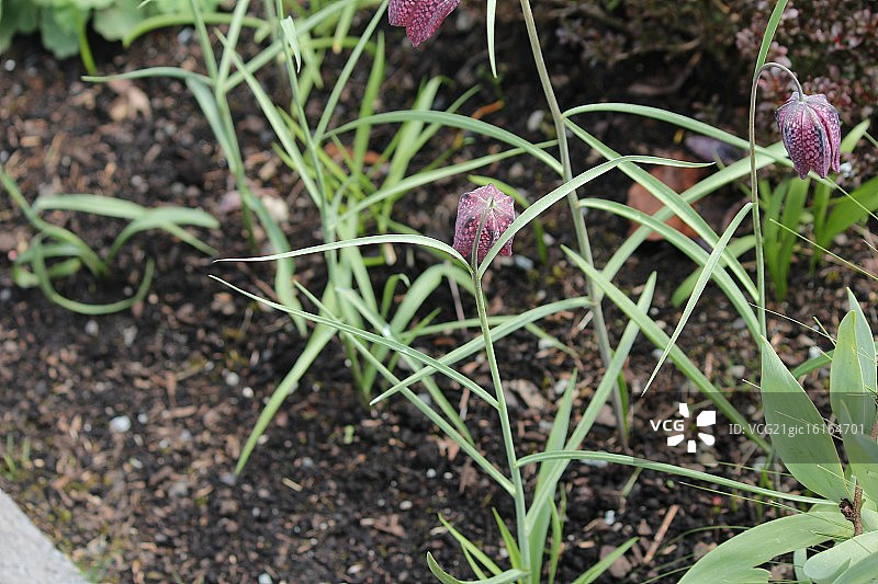 紫色棋盘格图片素材