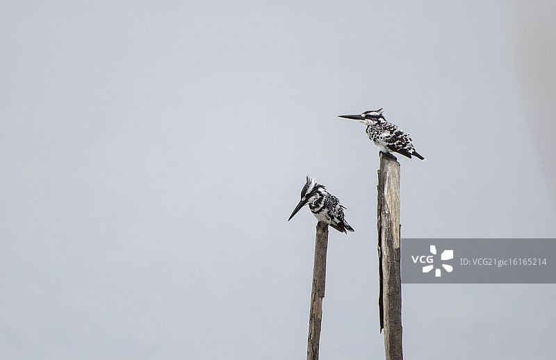 斑鱼狗图片素材