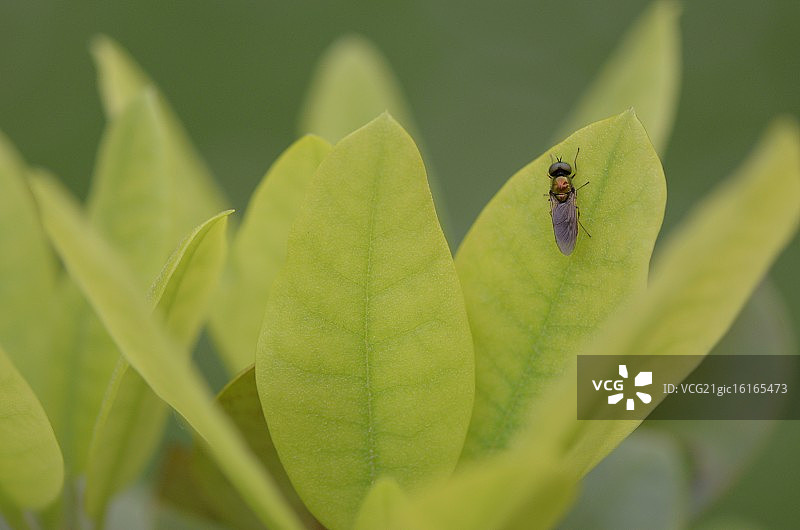 粘蝇纸图片素材