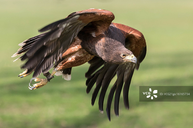 飞行中的栗翅鹰图片素材
