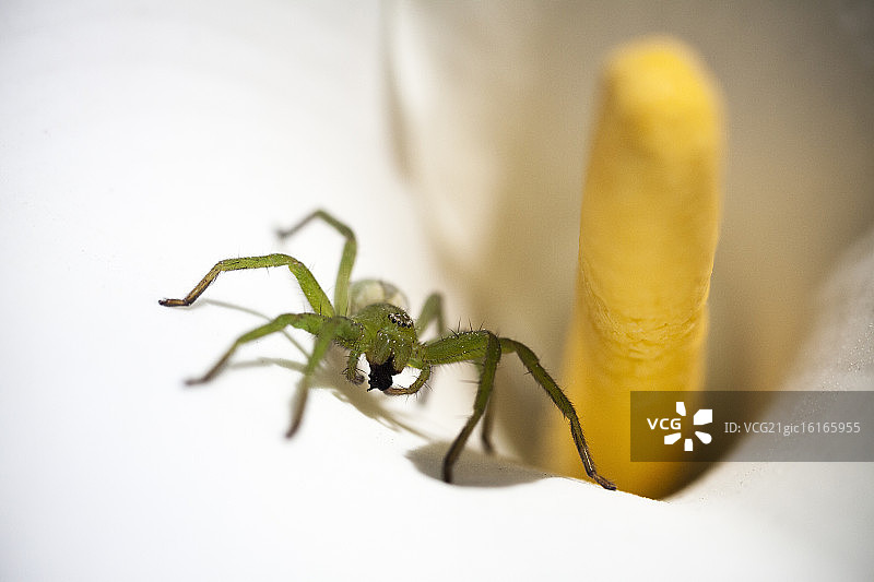 绿巨蟹蛛图片素材