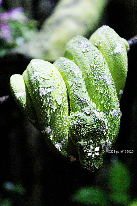 沉睡的蛇图片素材