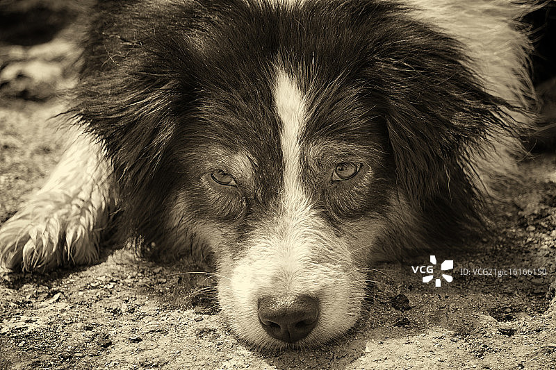 疲惫的澳洲牧羊犬图片素材